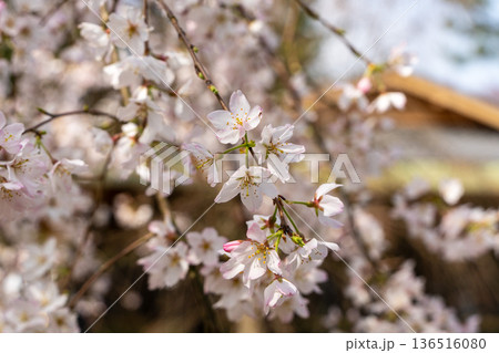 京都の桜と和風建築 京都の桜と和風建築 136516080