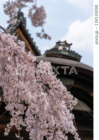 醍醐寺の枝垂れ桜と伝統建築（京都） 136516098