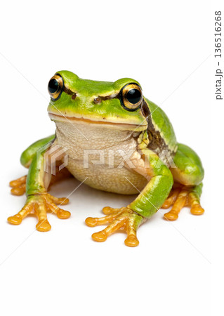 アマガエル 136516268