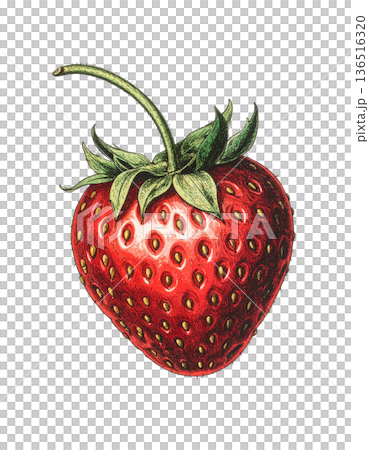 Vintage strawberry illustration Vintage strawberry illustration 136516320