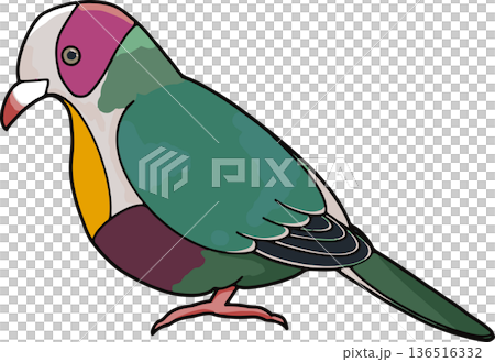 Illustration of a red-faced green dove (landscape, transparent background) 136516332