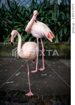 Two Flamingos Near Water at Monte Palace Madeira 136517075