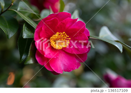 山茶花 山茶花 136517109