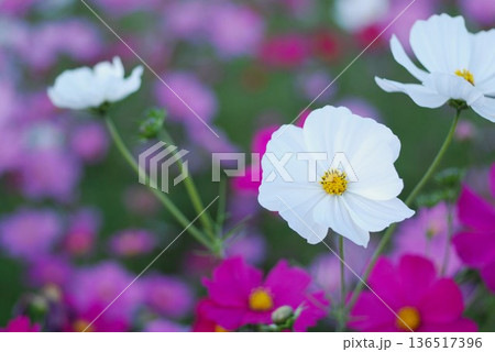 コスモス畑 136517396