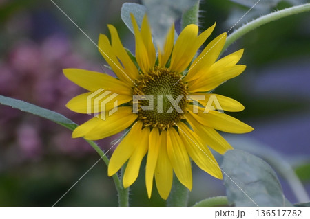 ヒマワリの黄色い花 ヒマワリの黄色い花 136517782