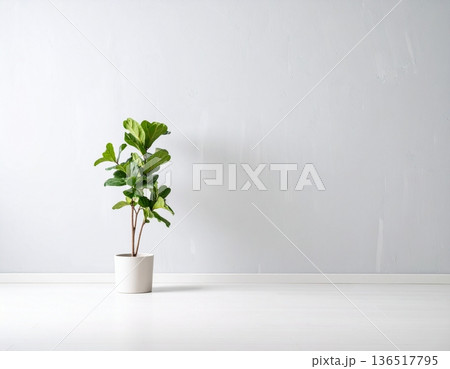 A cute Fiddle-leaf fig plant in front of the wall A cute Fiddle-leaf fig plant in front of the wall 136517795