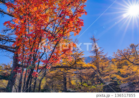 【山梨県】初冠雪した富士山頂と御中道の紅葉 136517855