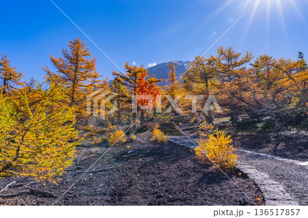 【山梨県】初冠雪した富士山頂と御中道の紅葉 136517857