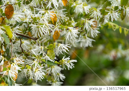 満開に咲き誇る白いトキワマンサクの生垣 136517965
