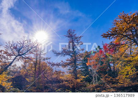【山梨県】富士山・御中道の紅葉 136517989