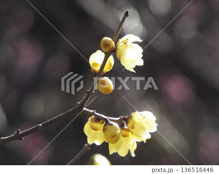 冬の光を浴びて輝くロウバイの花と丸い蕾 冬の光を浴びて輝くロウバイの花と丸い蕾 136518446