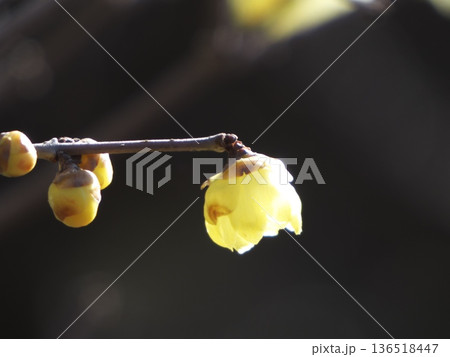 逆光に透ける黄色いロウバイの花と蕾 逆光に透ける黄色いロウバイの花と蕾 136518447