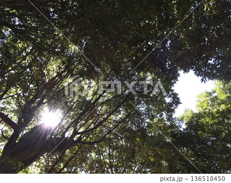 木漏れ日が降り注ぐ深い森の木々と輝く太陽 木漏れ日が降り注ぐ深い森の木々と輝く太陽 136518450