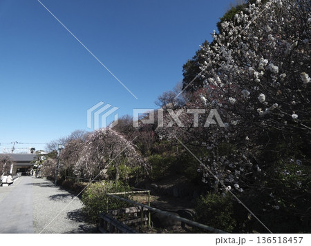 池上梅園の入り口から望む満開の梅と青空の風景 136518457