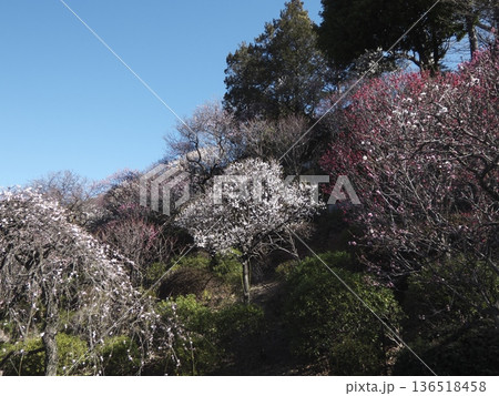 池上梅園の斜面を彩る満開の紅白梅と晴れ渡る青空 池上梅園の斜面を彩る満開の紅白梅と晴れ渡る青空 136518458