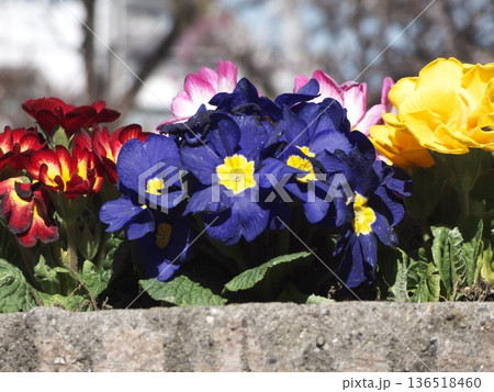 池上梅園に咲く色鮮やかなプリムラの寄せ植え 136518460
