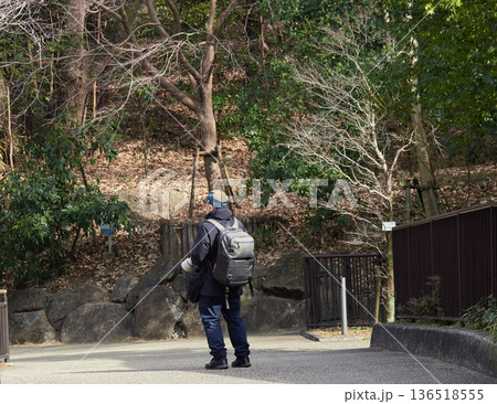 冬の名古屋市の東山動物園で歩く一人のシニア男性観光客の姿 冬の名古屋市の東山動物園で歩く一人のシニア男性観光客の姿 136518555
