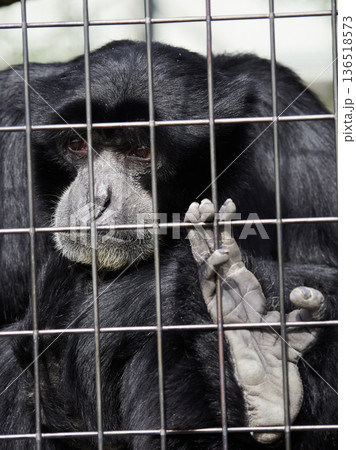 名古屋の東山動物園の可愛いフクロテナガザルの様子 名古屋の東山動物園の可愛いフクロテナガザルの様子 136518573