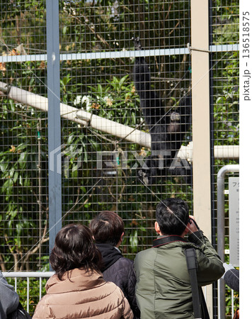 名古屋の東山動物園の可愛いフクロテナガザルの様子を撮影する人 名古屋の東山動物園の可愛いフクロテナガザルの様子を撮影する人 136518575