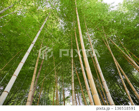 冬の昼の公園の美しい竹林の風景	 136518591