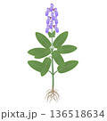 Sage plant with flowers and roots on a white background. 136518634