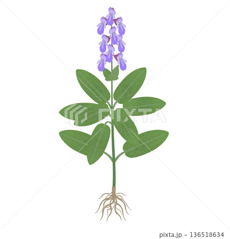 Sage plant with flowers and roots on a white background. 136518634