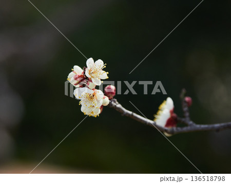 冬の季節の満開の梅の花のアップ写真 冬の季節の満開の梅の花のアップ写真 136518798