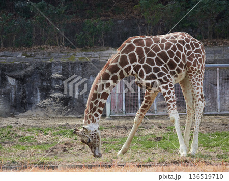 名古屋の東山動物園のアミメキリンの姿	 136519710