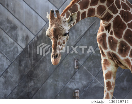名古屋の東山動物園のアミメキリンの姿	 136519712
