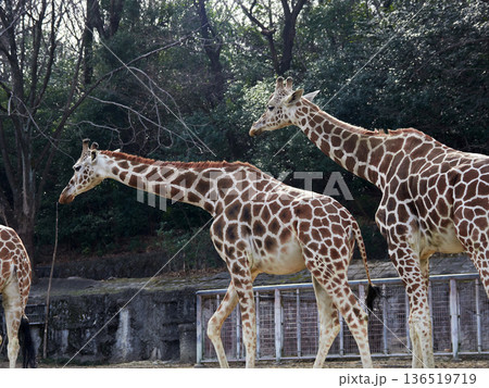 名古屋の東山動物園のアミメキリンの姿	 136519719