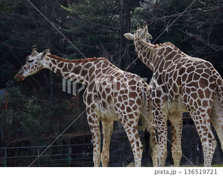 名古屋の東山動物園のアミメキリンの姿	 136519721