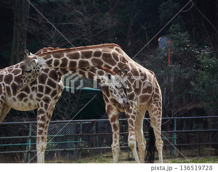名古屋の東山動物園のアミメキリンの姿 名古屋の東山動物園のアミメキリンの姿 136519728