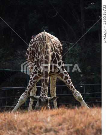 名古屋の東山動物園のアミメキリンの姿	 136519732