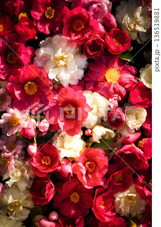 色とりどりの花を浮かべた花手水 136519881