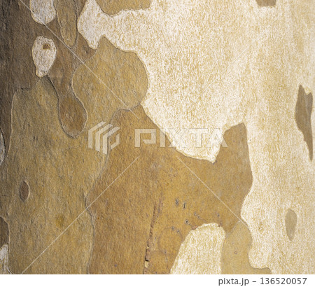 Platan, Platane, Platanus sycamore, plane trunk symbol. Texture made of Platan, Platane, sycamore, plane tree bark. Beautiful Platan tree trunk background. Conceptual image. Peaceful nature Typography Platan, Platane, Platanus sycamore, plane trunk symbol. Texture made of Platan, Platane, sycamore, plane tree bark. Beautiful Platan tree trunk background. Conceptual image. Peaceful nature Typography 136520057