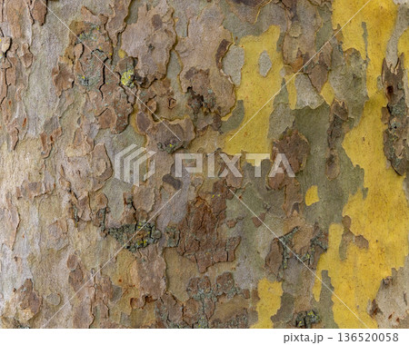 Platan, Platane, Platanus sycamore, plane tree trunk symbol. Texture made of Platan, Platane, sycamore, plane tree bark. Beautiful Platan tree trunk background. Conceptual image. Peaceful nature. Platan, Platane, Platanus sycamore, plane tree trunk symbol. Texture made of Platan, Platane, sycamore, plane tree bark. Beautiful Platan tree trunk background. Conceptual image. Peaceful nature. 136520058