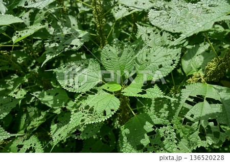 虫に喰われたカラシムの葉っぱ 虫に喰われたカラシムの葉っぱ 136520228