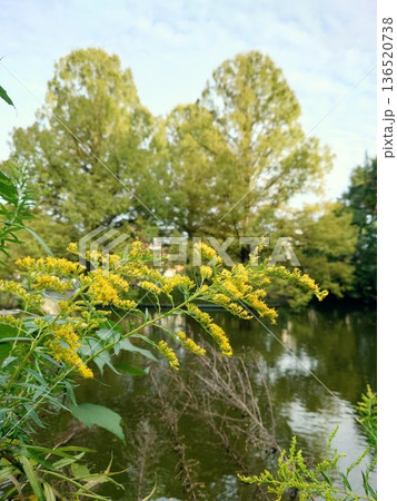水辺の黄色い花 水辺の黄色い花 136520738