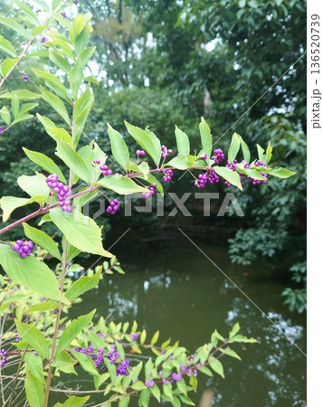 秋の植物紫式部 136520739