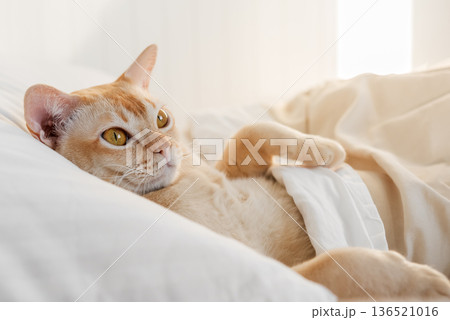 Cat lying under blanket 136521016