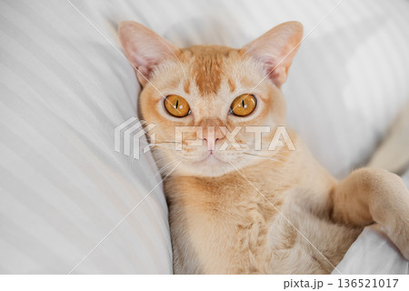 Cat portrait on pillow 136521017