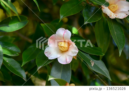 白い椿の花 136521026