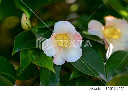 白い椿の花 白い椿の花 136521032
