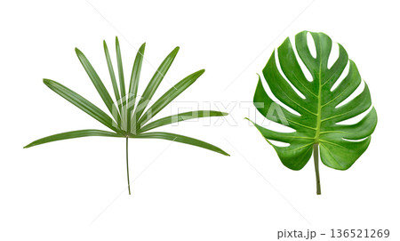 Monstera leaf isolated on whte background. Monstera leaf isolated on whte background. 136521269