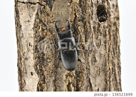 ヒラタクワガタ ヒラタクワガタ 136521699