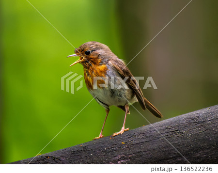 Close-up portrait of Robin bird. European Robin is small bird with bright orange breast. Little funny red bird European Robin or Erithacus Rubecula sits on branch against background of green lush 136522236