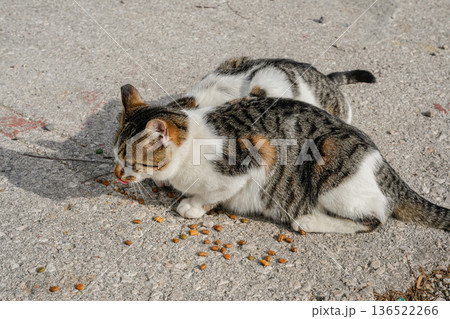 Two Cats Eating Food on Asphalt 136522266