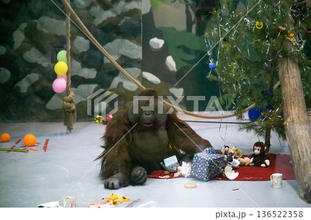 orangutan unpacks presents under a Christmas tree in its enclosure, behavioral enrichment in zoo orangutan unpacks presents under a Christmas tree in its enclosure, behavioral enrichment in zoo 136522358