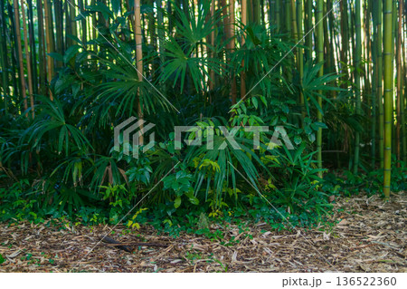 Natural background of green bamboo forest grove with palm trees Natural background of green bamboo forest grove with palm trees 136522360