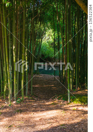 path to the river through a tropical bamboo grove path to the river through a tropical bamboo grove 136522364